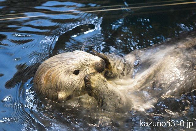 #須磨海浜水族園 #ラッコ #nikonD5300