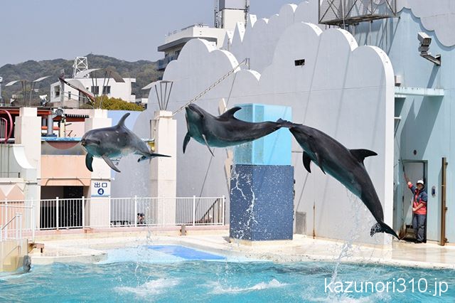 #須磨海浜水族園 #バンドウイルカ #イルカショー #nikonD5300