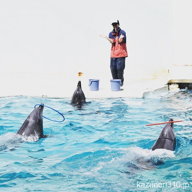 #バンドウイルカ #イルカショー #須磨海浜水族園 #nikonD5300 フラフープを回すバンドウイルカさん