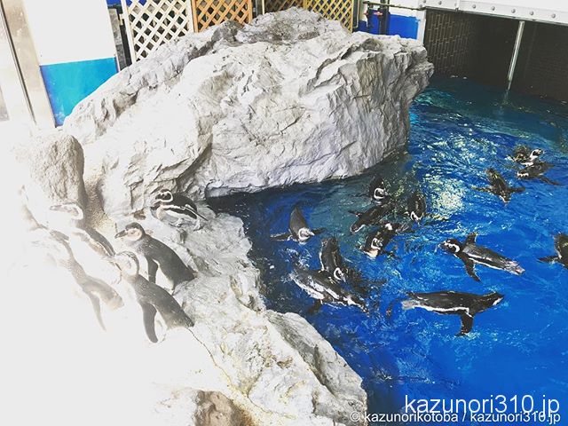 #ペンギン #須磨海浜水族園 たくさんいた