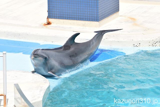 #バンドウイルカ #須磨海浜水族園 #nikonD5300