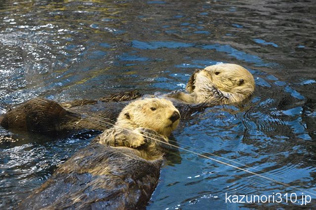 #須磨海浜水族園 #ラッコ #nikonD5300