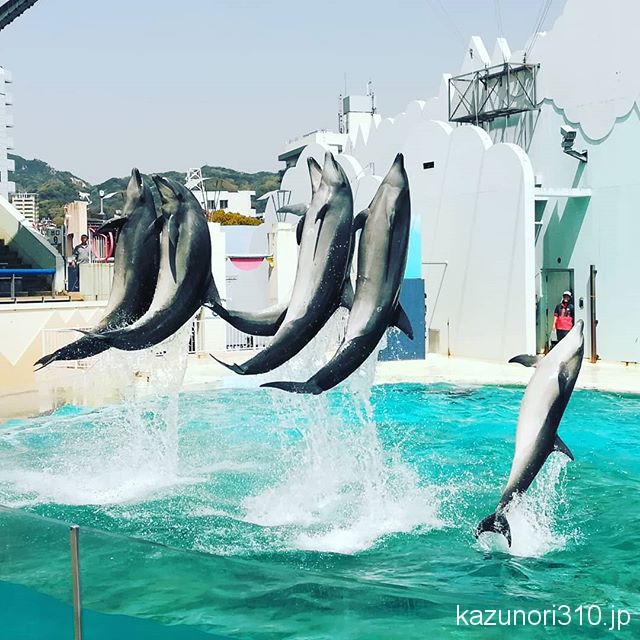 #バンドウイルカ #須磨海浜水族園