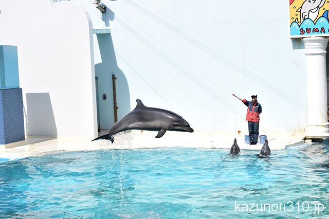 #ロクマル #バンドウイルカ #須磨海浜水族園 #nikonD5300