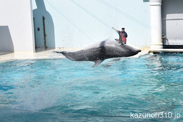 #須磨海浜水族園 #バンドウイルカ #イルカショー #nikonD5300