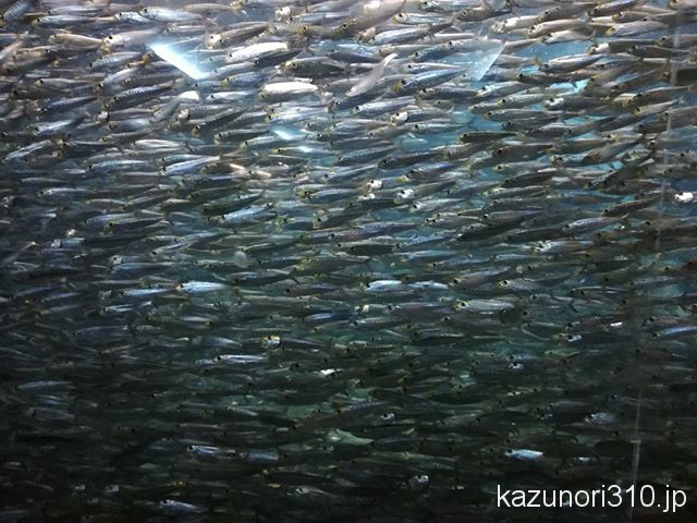 #イワシ #須磨海浜水族園