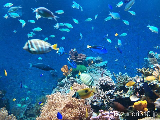 #須磨海浜水族園