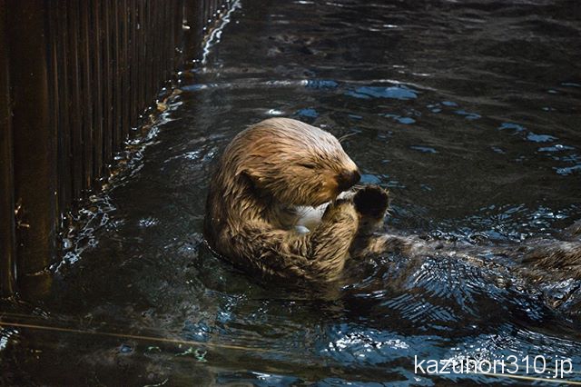 #ラッコ #須磨海浜水族園 #nikonD5300