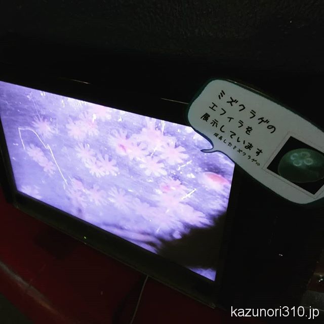 #須磨海浜水族園 ＃エフィラ