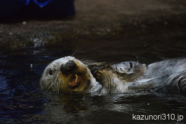 #ラッコ #須磨海浜水族園 #nikonD5300