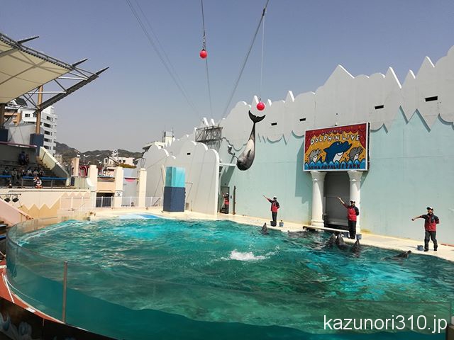 #バンドウイルカ #イルカショー #須磨海浜水族園