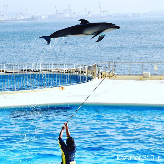 #カマイルカ #マリーンワールド海の中道 #nikonD5300