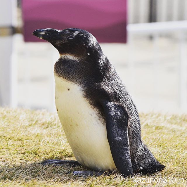 #ケープペンギン #かいじゅうアイランド #マリンワールド海の中道 #nikonD5300