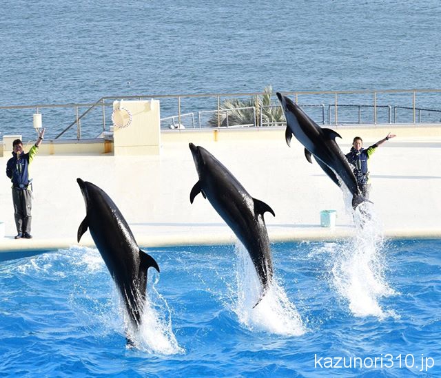 #バンドウイルカ #カマイルカ #マリンワールド海の中道 #nikonD5300