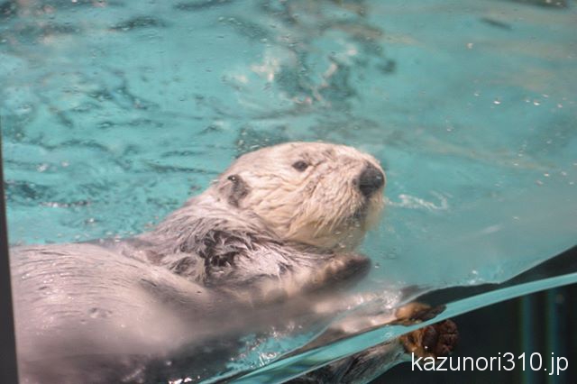 #ラッコ #マリンワールド海の中道 #nikonD5300