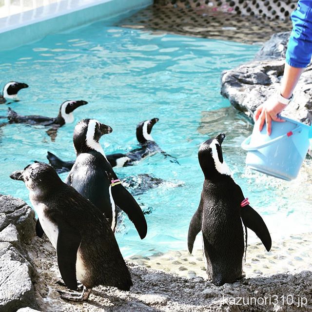 #世界ペンギンの日 #マリンワールド海の中道 #nikonD5300