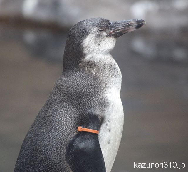 #フンボルトペンギン #宮島水族館 #nikonD5300
