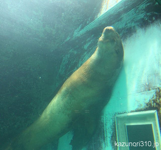 #トド #宮島水族館 デカい